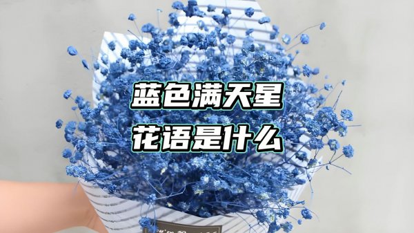 蓝色满天星花语和寓意