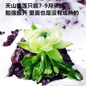 雪莲什么时候成熟 何时雪莲成熟？
雪莲何时开花？