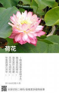 荷花的花语和寓意 花开富贵 水中娇艳