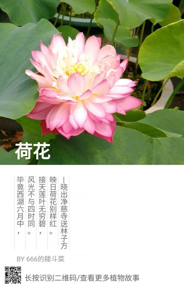 荷花的花语和寓意