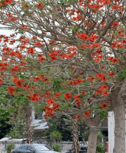 刺桐花什么时候开花 刺桐花何时绽放？