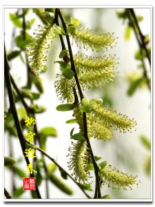 柳树什么时候开花 柳树何时会开花？