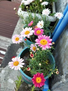 玛格丽特什么时候开花 玛格丽特何时绽放？