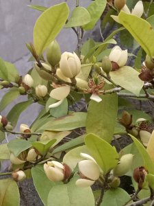 含笑花什么时候开花 含笑花何时绽放？