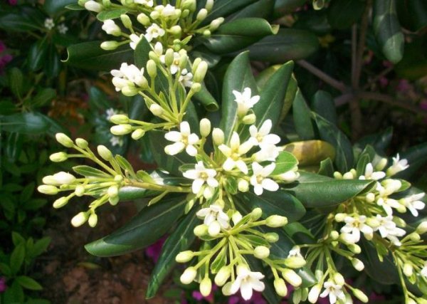 米兰花什么时候开花