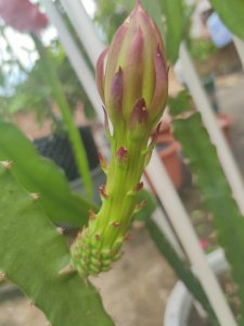 火龙果什么时候开花 火龙果何时能开花？