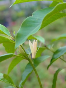 白兰花什么时候开花 白兰花何时开花？