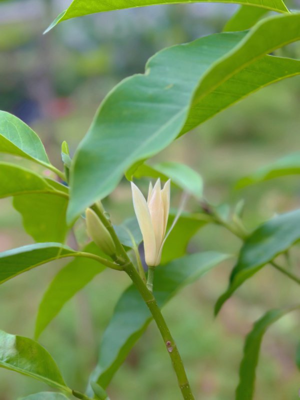 白兰花什么时候开花