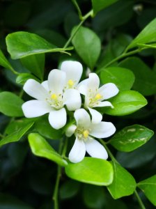 七里香什么时候开花 七里香何时会绽放花朵？