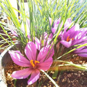 藏红花什么时候开花 藏红花何时盛开？