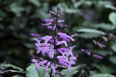 薰衣草会开花吗 薰衣草是否会绽放花朵？