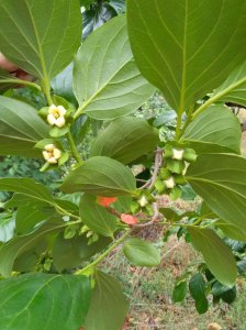 柿子树什么时候开花 柿树何时会开花？