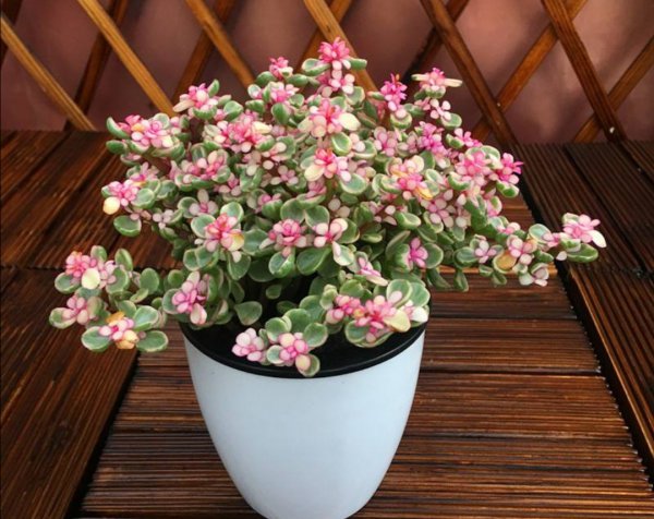 金枝玉叶什么时候开花