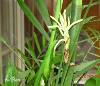 竹子什么时候开花 竹子何时开花 -> 竹子开花的时间