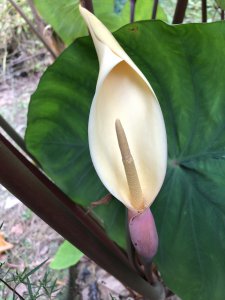 芋头开花吗 芋头能开花吗？