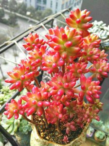 虹之玉会开花吗 虹之玉是否会绽放花朵？