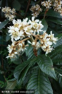 枇杷花什么时候开花 枇杷何时开花？