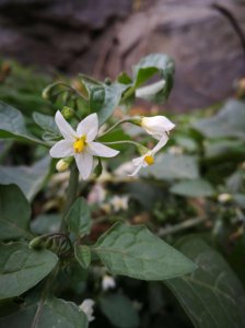 龙葵会开花吗 龙葵是否会开花？