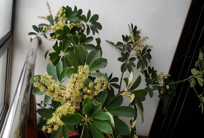 鹅掌柴会开花吗 鹅掌柴开花吗？