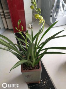 翠兰会开花吗 翠兰花是否会开放？