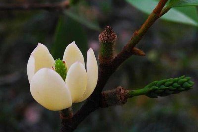 含笑什么时候开花 笑容何时绽放