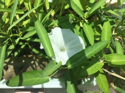 空心菜会开花吗 空心菜会开花吗 
空心菜是否会开花