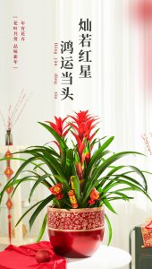 鸿运当头什么时候开花花期是几月份