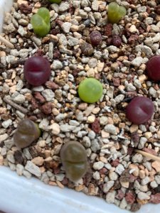 生石花什么时候开花 生石花何时绽放花朵？