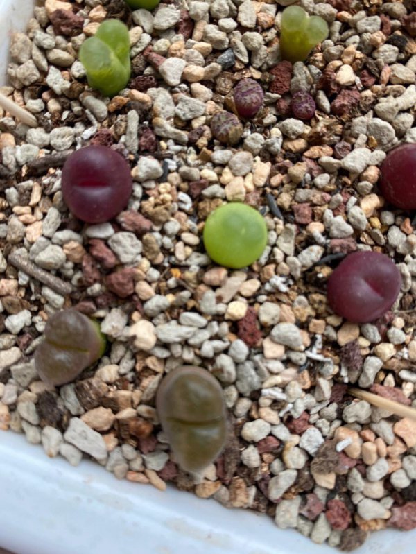 生石花什么时候开花