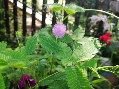 含羞草开花吗 含羞草是否会绽放花朵？