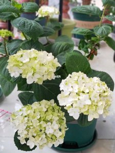 绣球什么时候开花 绣球花何时盛开