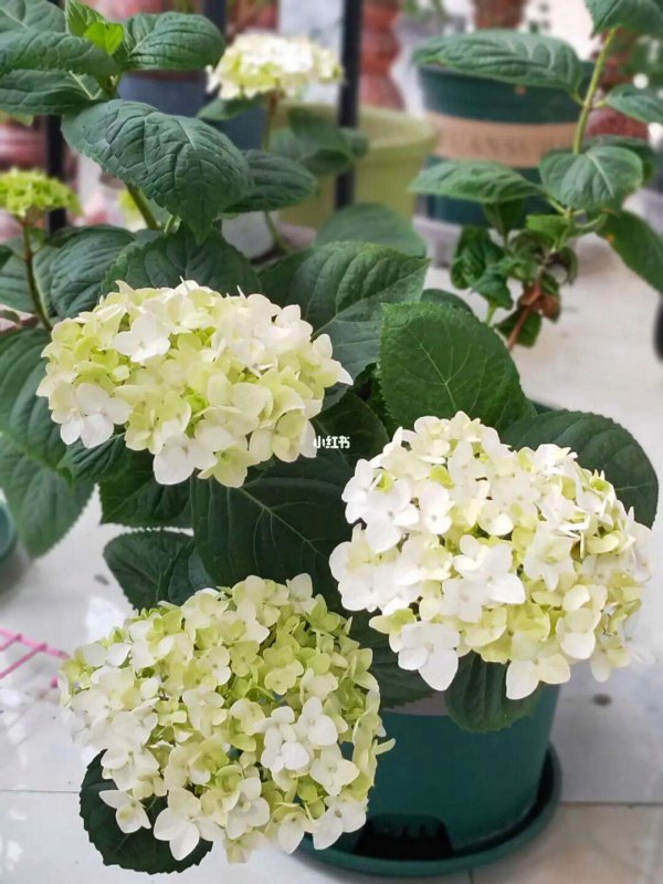 绣球什么时候开花