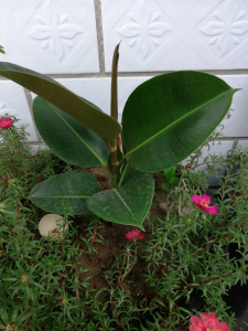 橡皮树开花吗 橡皮树是否会开花？
