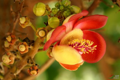 菩提树会开花吗 菩提树是否开花？