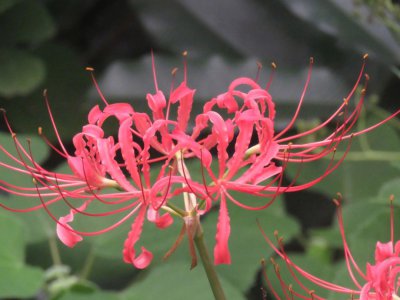 曼珠沙华什么时候开花 曼珠沙华何时开花？
