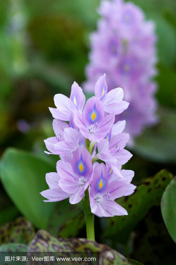 水葫芦会开花吗