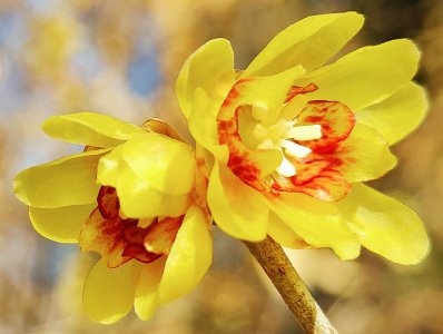 腊梅花什么时候开花 腊梅花何时开放？