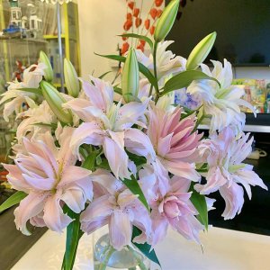 香水百合什么时候开花 香水百合何时会绽放？