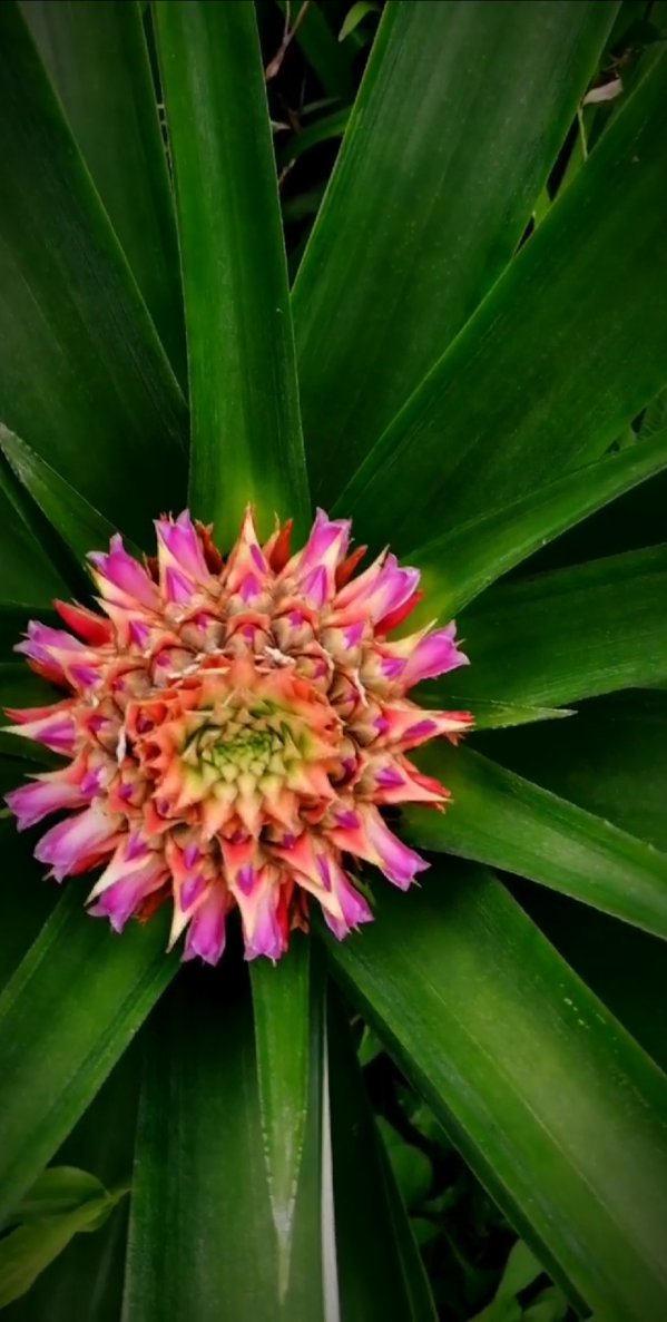 菠萝开花吗
