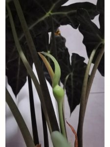 海芋会开花吗 海芋会绽放吗？