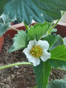 草莓什么时候开花和结果 草莓何时开花多久结果？