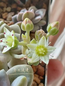 多肉能开花吗 多肉植物是否可以开花？