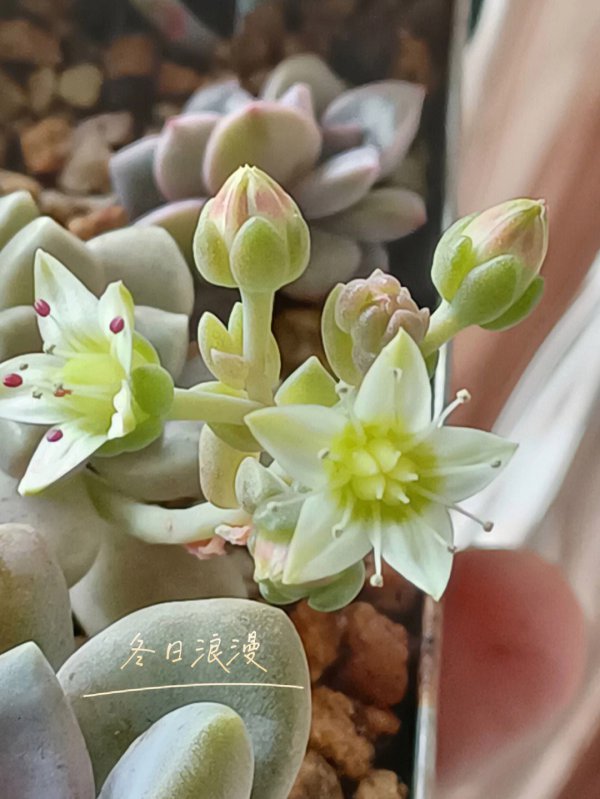 多肉能开花吗