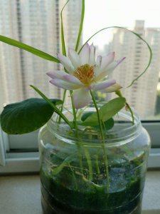 碗莲什么时候开花长叶 何时以碗莲开花长叶
以碗莲何时开花长叶