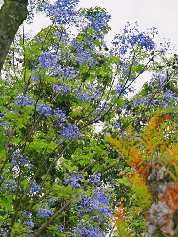 蓝花楹什么时候开花