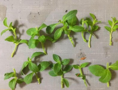 矮牵牛怎么繁殖 矮牵牛的繁殖方法、矮牵牛如何繁殖