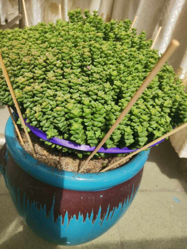 小米星怎么爆盆