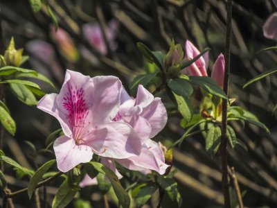 杜鹃花是先开花后长叶吗 杜鹃花开花早还是长叶早？