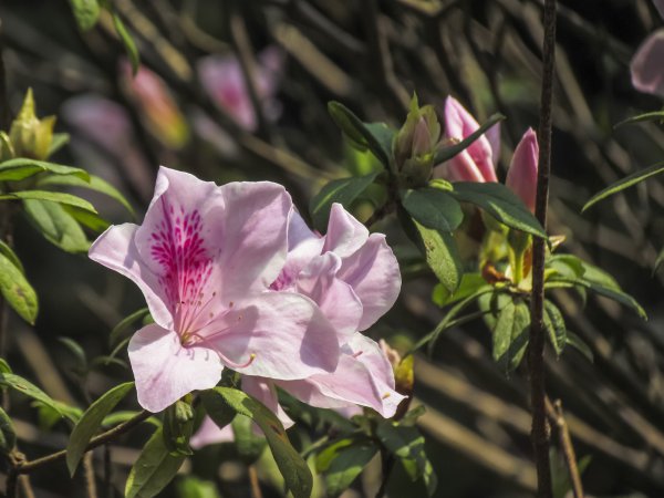 杜鹃花是先开花后长叶吗