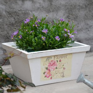 白色花盆适合养什么花 白色花盆最适合什么种类的花养殖？